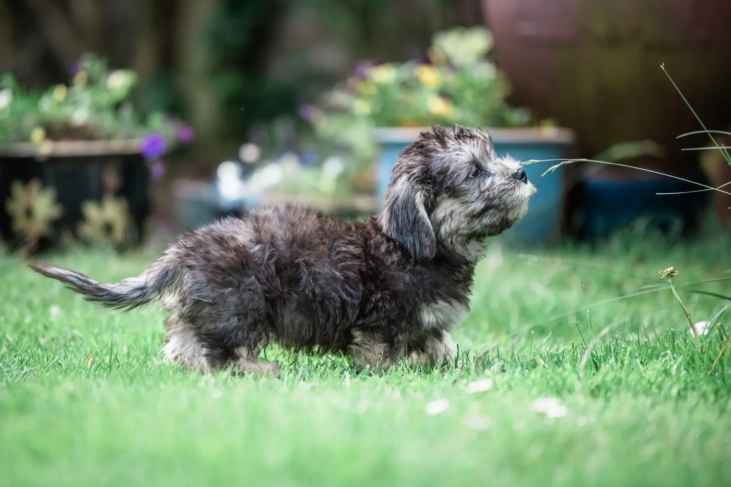 Einen Dandie Dinmont Terrier Welpen zu kaufen, bedeutet Verantwortung zu übernehmen! Dandie Dinmont Terrier Welpen kaufen.