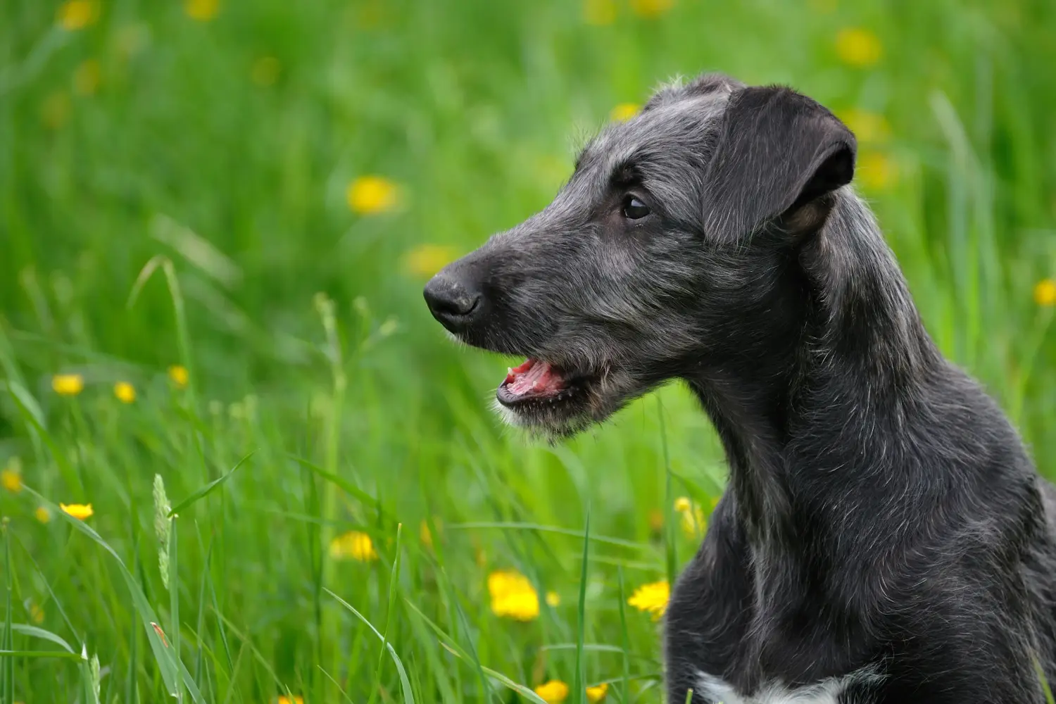 Einen Deerhound Welpen zu kaufen, bedeutet Verantwortung zu übernehmen! Deerhound Welpen kaufen.