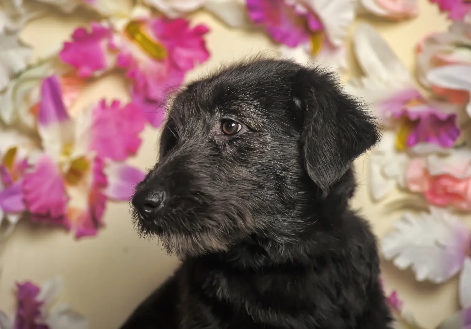 Einen Deerhound Welpen zu kaufen, bedeutet Verantwortung zu übernehmen! Deerhound Welpen kaufen.