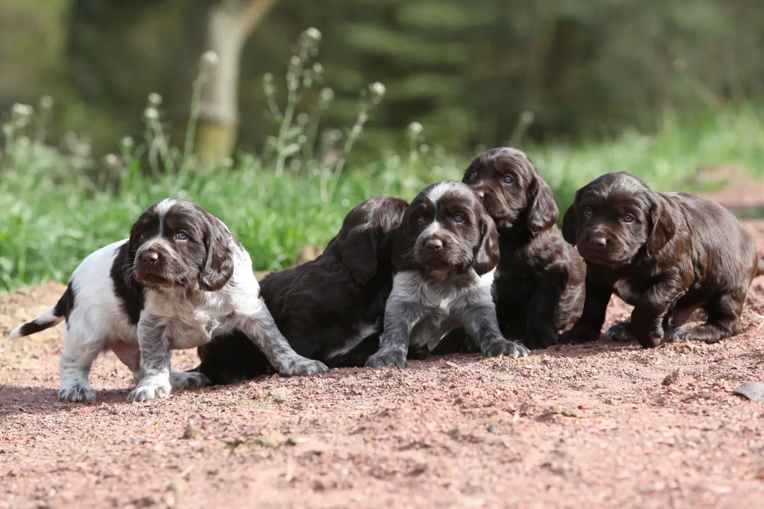 Einen Deutschen Wachtelhund Welpen zu kaufen, bedeutet Verantwortung zu übernehmen! Deutscher Wachtelhund Welpen kaufen.