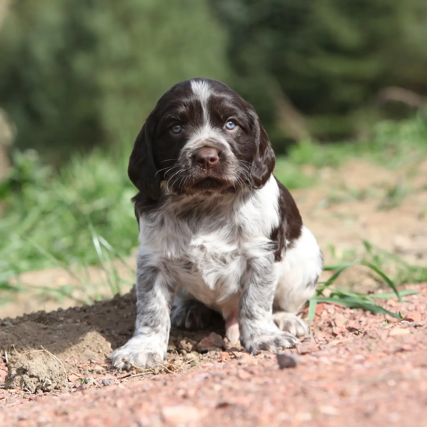 Einen Deutschen Wachtelhund Welpen zu kaufen, bedeutet Verantwortung zu übernehmen! Deutscher Wachtelhund Welpen kaufen.