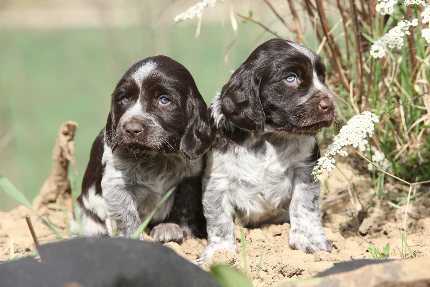 Einen Deutschen Wachtelhund Welpen zu kaufen, bedeutet Verantwortung zu übernehmen! Deutscher Wachtelhund Welpen kaufen.
