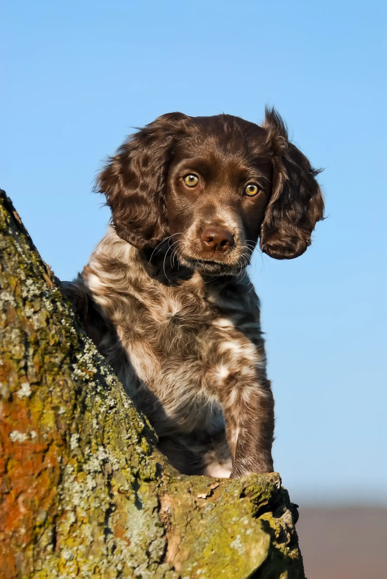 Einen Deutschen Wachtelhund Welpen zu kaufen, bedeutet Verantwortung zu übernehmen! Deutscher Wachtelhund Welpen kaufen.