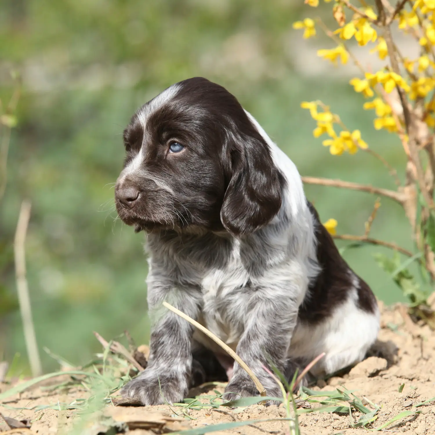 Einen Deutschen Wachtelhund Welpen zu kaufen, bedeutet Verantwortung zu übernehmen! Deutscher Wachtelhund Welpen kaufen.
