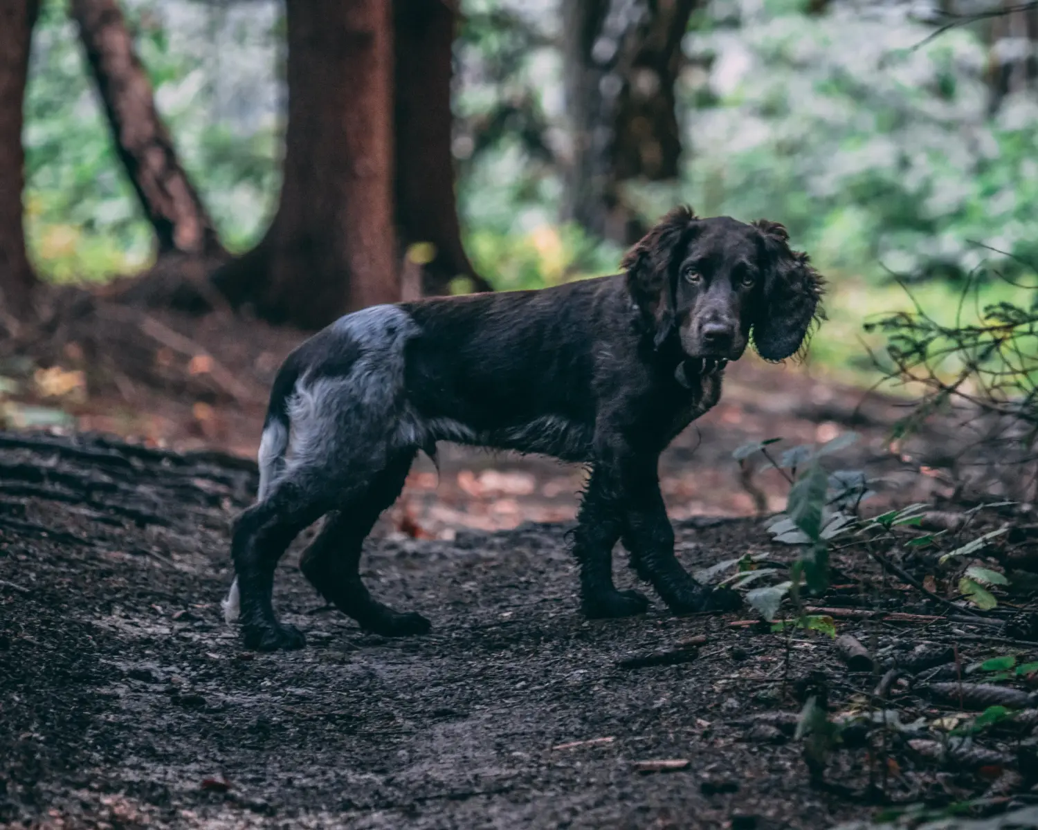 Einen Deutschen Wachtelhund Welpen zu kaufen, bedeutet Verantwortung zu übernehmen! Deutscher Wachtelhund Welpen kaufen.