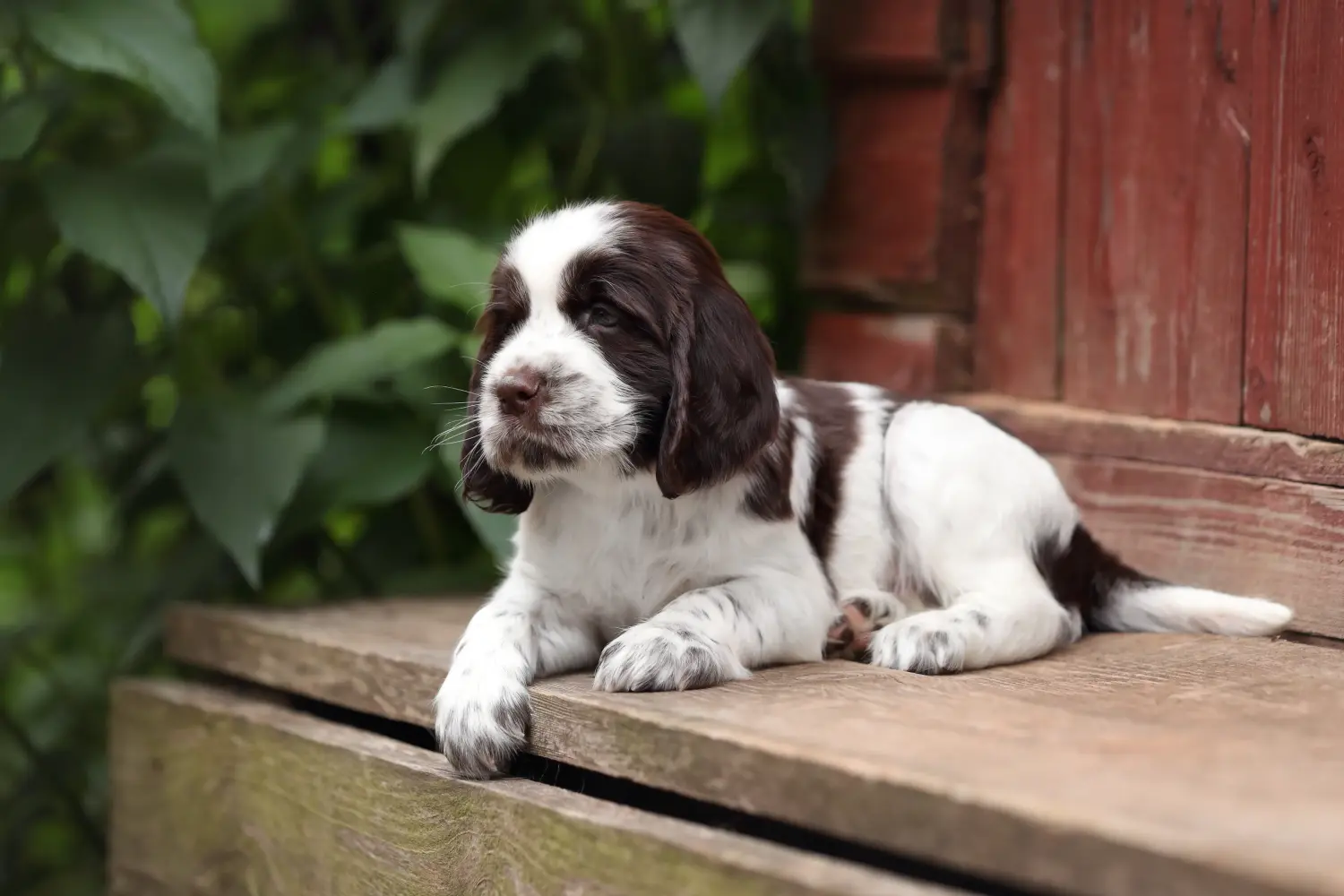 Einen English Springer Spaniel Welpen zu kaufen, bedeutet Verantwortung zu übernehmen! English Springer Spaniel Welpen kaufen.