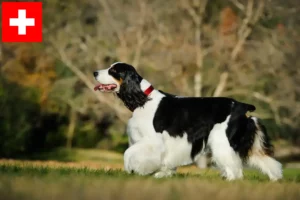 Mehr über den Artikel erfahren English Springer Spaniel Züchter und Welpen in der Schweiz