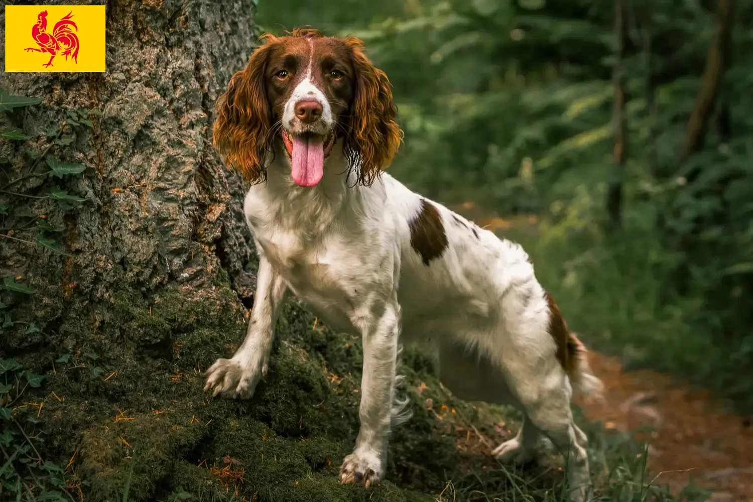English Springer Spaniel Welpen und Züchter Wallonische Region Hier findest Du English Springer Spaniels Züchter in Wallonische Region.