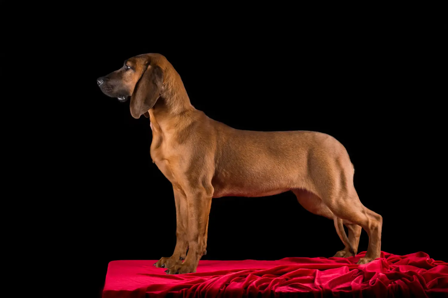 Einen Hannoverschen Schweißhund Welpen zu kaufen, bedeutet Verantwortung zu übernehmen! Hannoverscher Schweißhund Welpen kaufen.