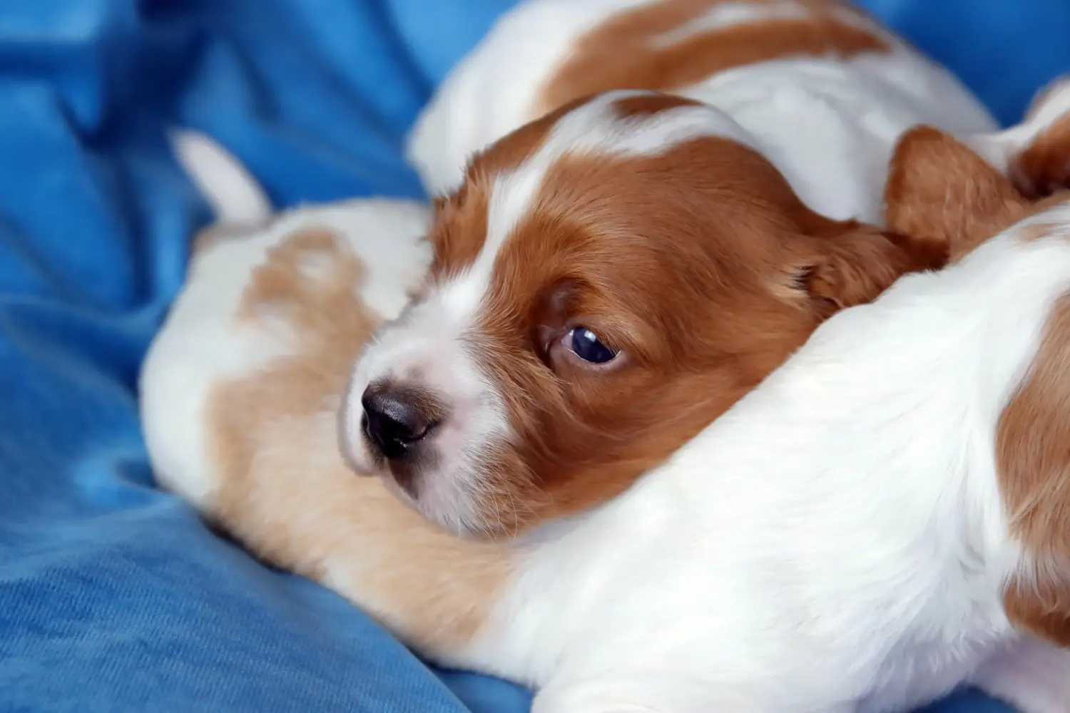 Einen Irish Red and White Setter Welpen zu kaufen, bedeutet Verantwortung zu übernehmen! Irish Red and White Setter Welpen kaufen.