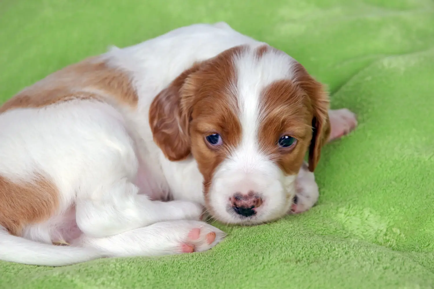 Einen Irish Red and White Setter Welpen zu kaufen, bedeutet Verantwortung zu übernehmen! Irish Red and White Setter Welpen kaufen.