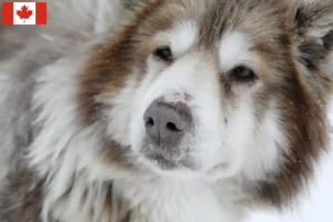 Mehr über den Artikel erfahren Kanadischer Eskimohund Züchter und Welpen in Kanada