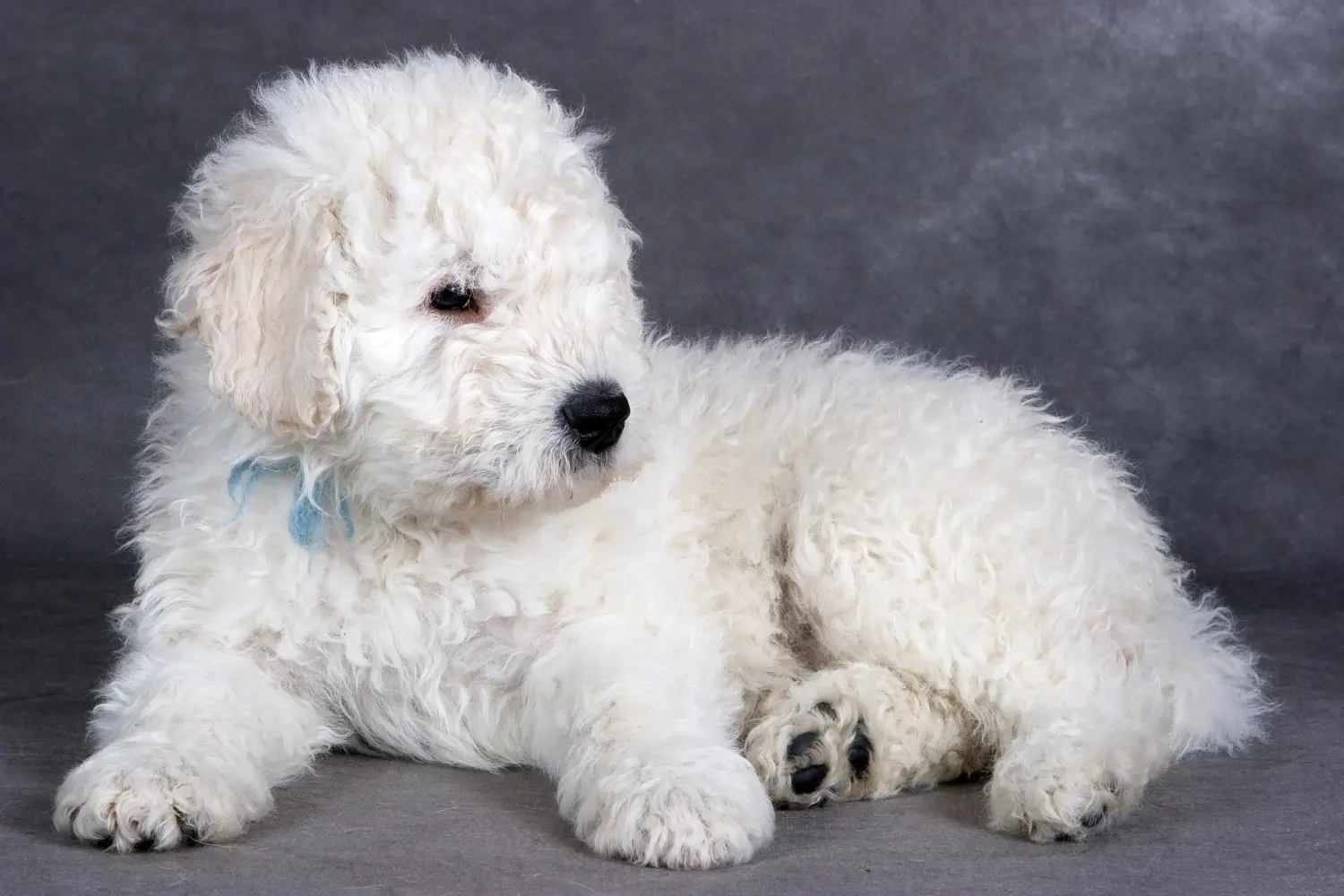 Einen Komondor Welpen zu kaufen, bedeutet Verantwortung zu übernehmen! Komondor Welpen kaufen.