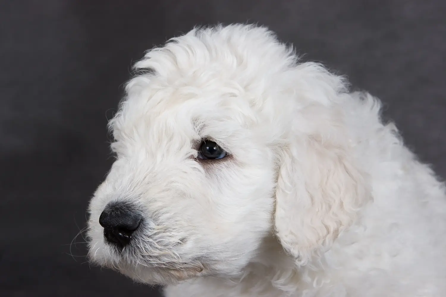 Einen Komondor Welpen zu kaufen, bedeutet Verantwortung zu übernehmen! Komondor Welpen kaufen.