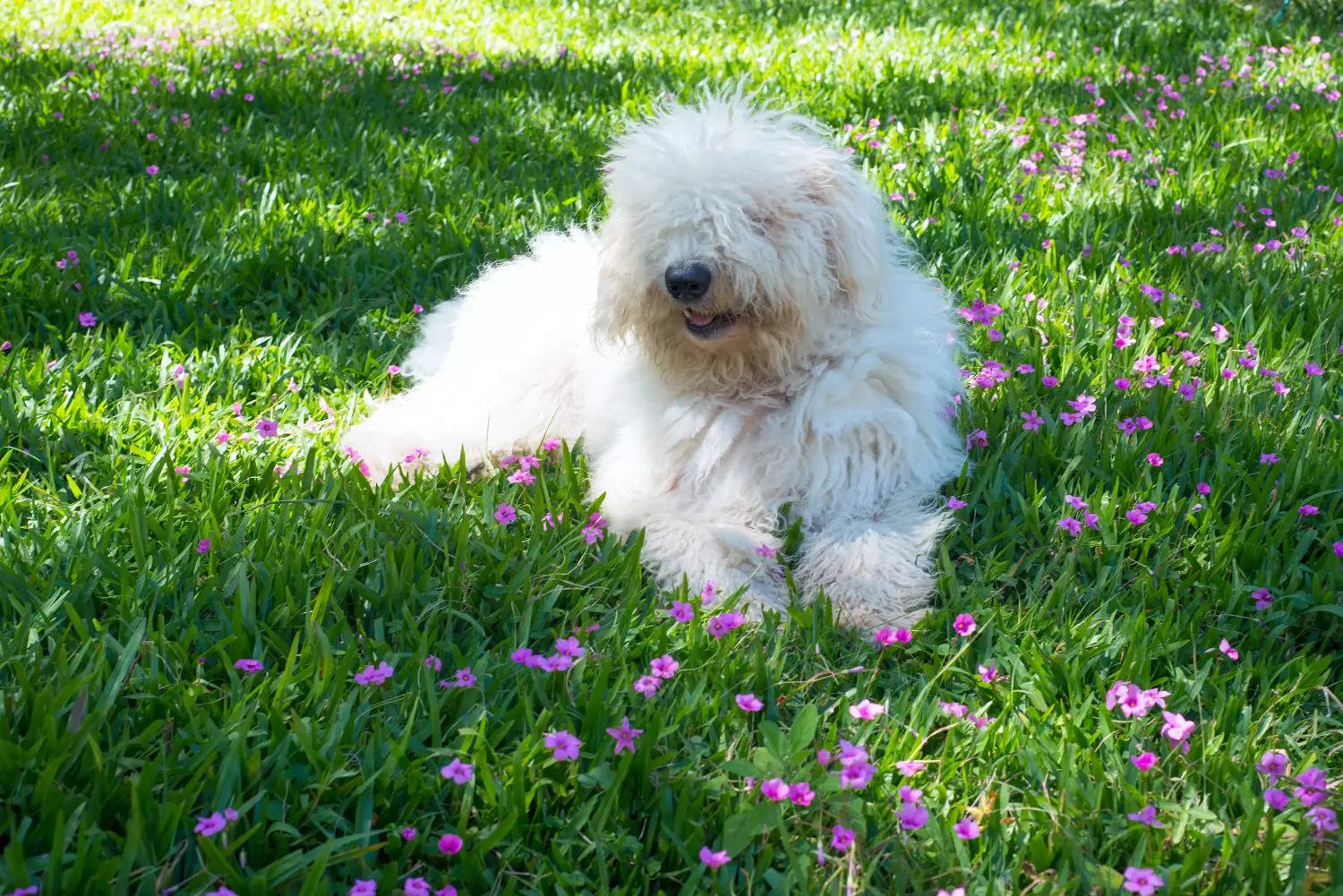 Einen Komondor Welpen zu kaufen, bedeutet Verantwortung zu übernehmen! Komondor Welpen kaufen.