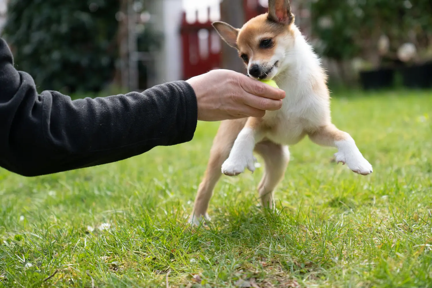 Einen Norwegischen Lundehund Welpen zu kaufen, bedeutet Verantwortung zu übernehmen! Norwegischer Lundehund Welpen kaufen.
