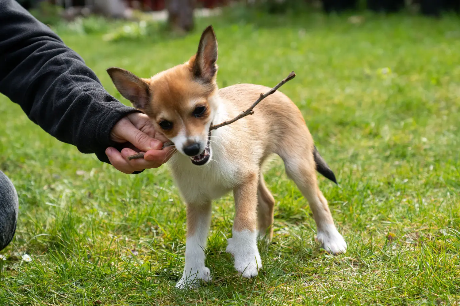 Einen Norwegischen Lundehund Welpen zu kaufen, bedeutet Verantwortung zu übernehmen! Norwegischer Lundehund Welpen kaufen.