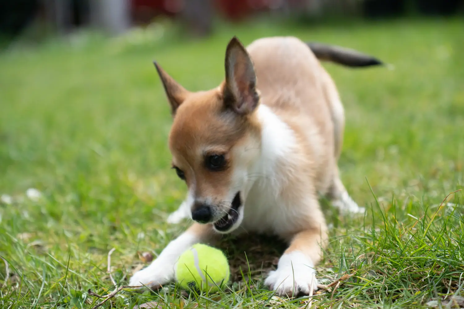 Einen Norwegischen Lundehund Welpen zu kaufen, bedeutet Verantwortung zu übernehmen! Norwegischer Lundehund Welpen kaufen.