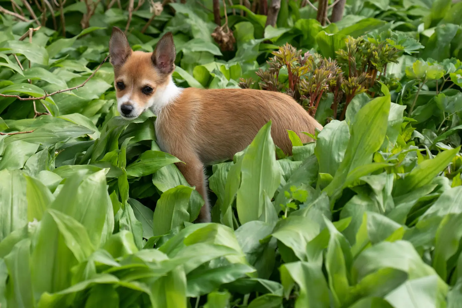 Einen Norwegischen Lundehund Welpen zu kaufen, bedeutet Verantwortung zu übernehmen! Norwegischer Lundehund Welpen kaufen.