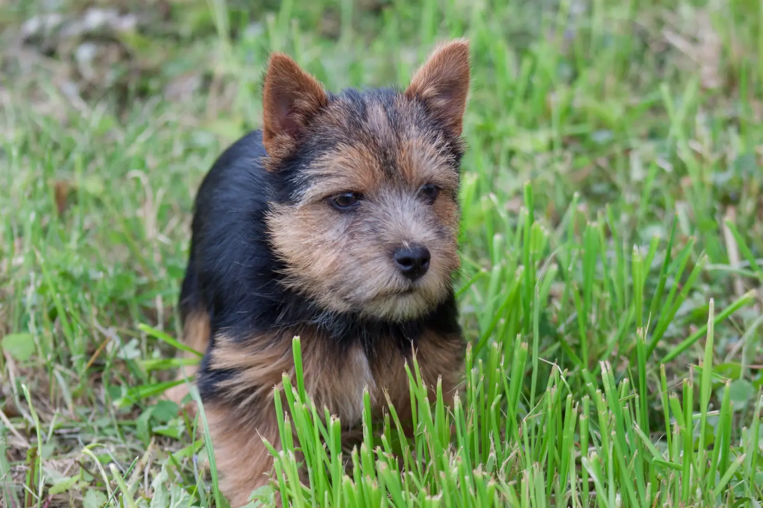 Einen Norwich Terrier Welpen zu kaufen, bedeutet Verantwortung zu übernehmen! Norwich Terrier Welpen kaufen.