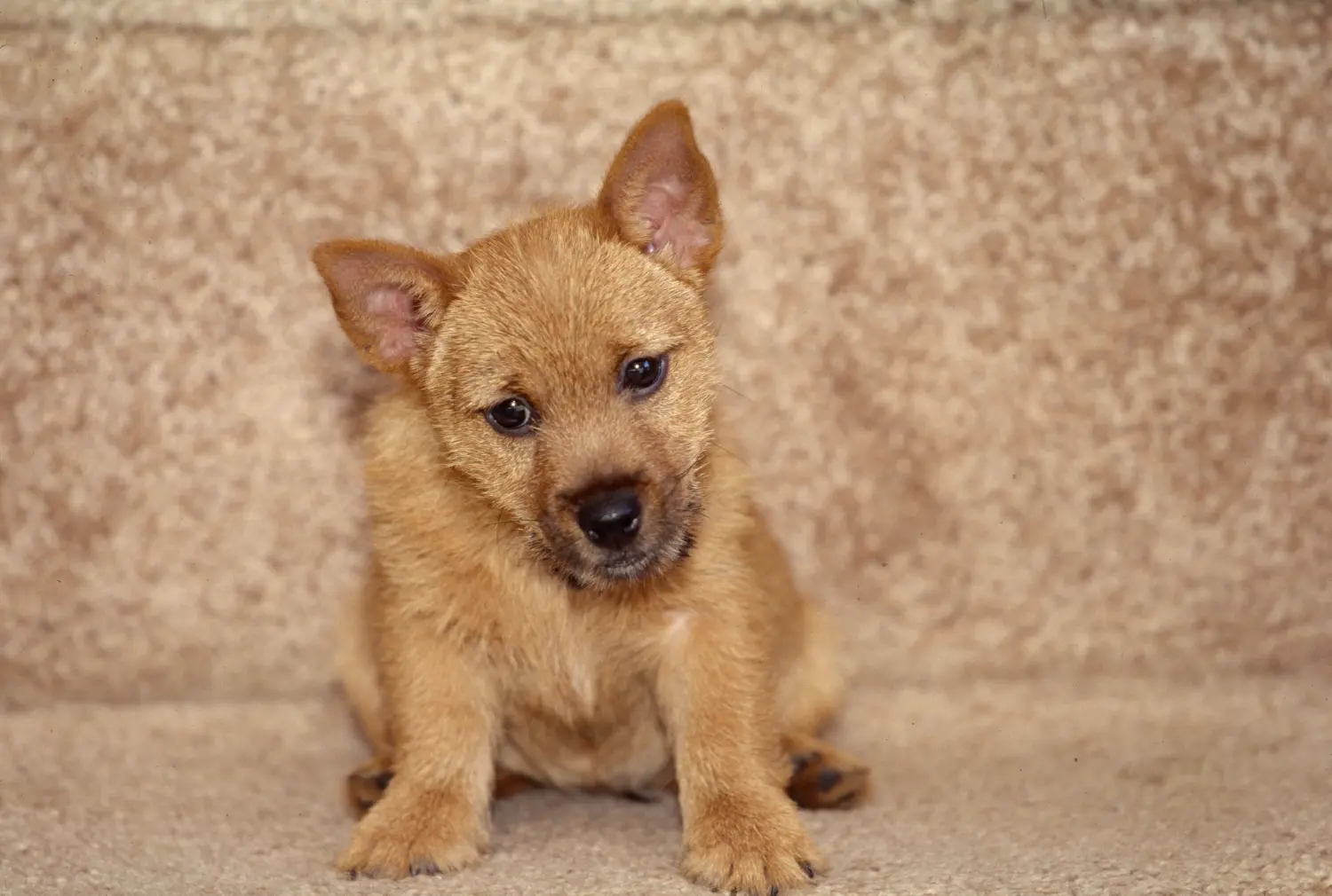 Einen Norwich Terrier Welpen zu kaufen, bedeutet Verantwortung zu übernehmen! Norwich Terrier Welpen kaufen.