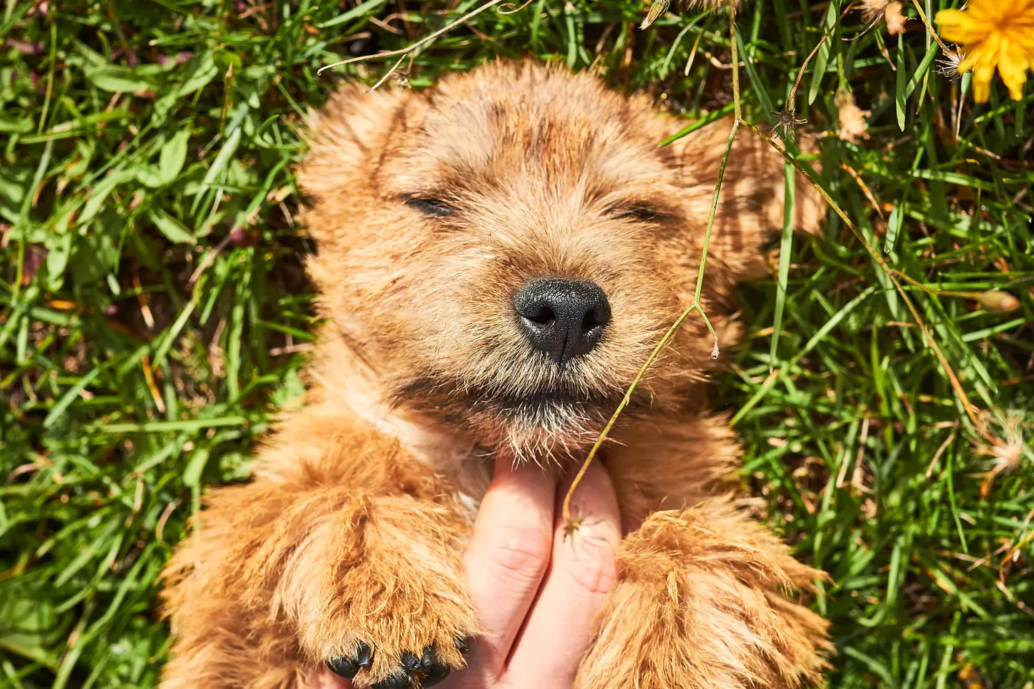 Einen Norwich Terrier Welpen zu kaufen, bedeutet Verantwortung zu übernehmen! Norwich Terrier Welpen kaufen.
