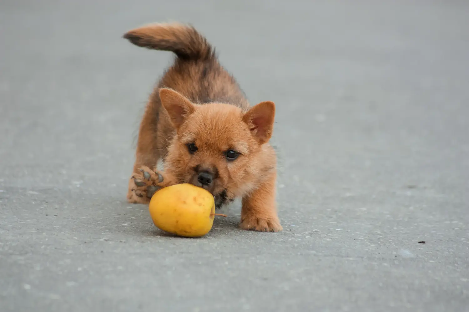Einen Norwich Terrier Welpen zu kaufen, bedeutet Verantwortung zu übernehmen! Norwich Terrier Welpen kaufen.