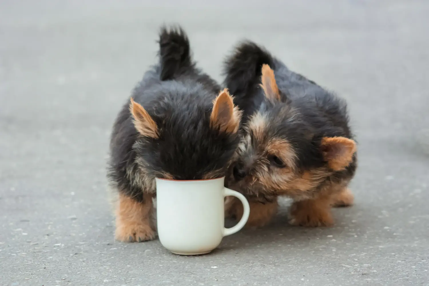 Einen Norwich Terrier Welpen zu kaufen, bedeutet Verantwortung zu übernehmen! Norwich Terrier Welpen kaufen.