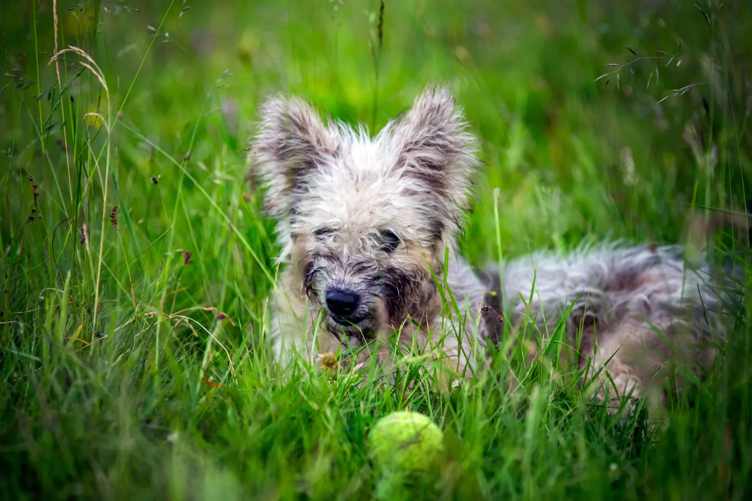 Einen Pumi Welpen zu kaufen, bedeutet Verantwortung zu übernehmen! Pumi Welpen kaufen.