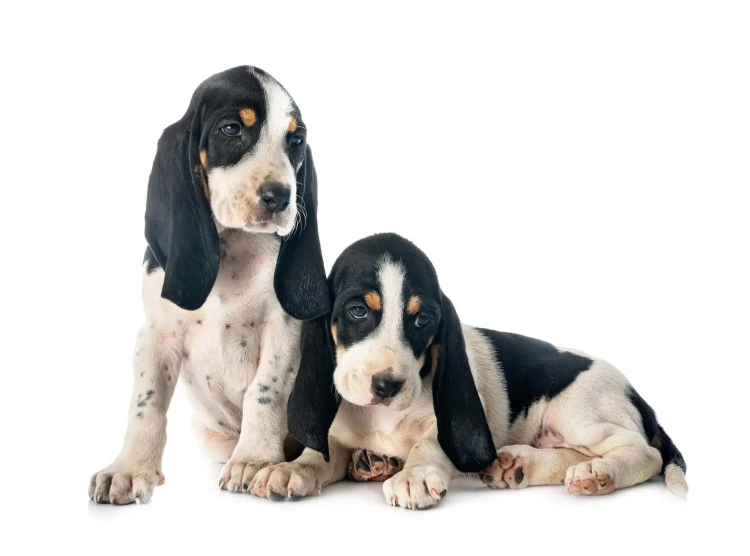 Einen Schweizer Laufhund Welpen zu kaufen, bedeutet Verantwortung zu übernehmen! Schweizer Laufhund Welpen kaufen.