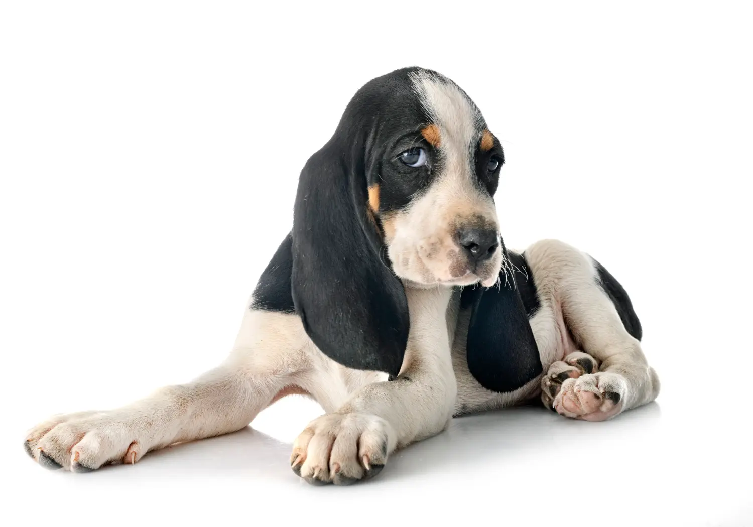 Einen Schweizer Laufhund Welpen zu kaufen, bedeutet Verantwortung zu übernehmen! Schweizer Laufhund Welpen kaufen.