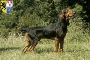 Mehr über den Artikel erfahren Schweizer Laufhund Züchter und Welpen in Hauts-de-France