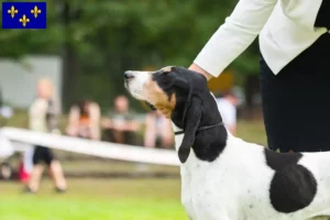 Mehr über den Artikel erfahren Schweizer Laufhund Züchter und Welpen in Île-de-France