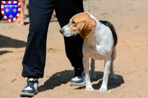 Mehr über den Artikel erfahren Schweizer Niederlaufhund Züchter und Welpen in Centre-Val de Loire