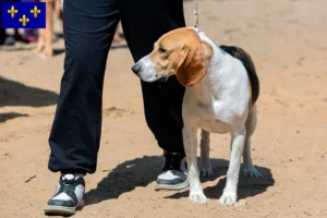 Mehr über den Artikel erfahren Schweizer Niederlaufhund Züchter und Welpen in Île-de-France