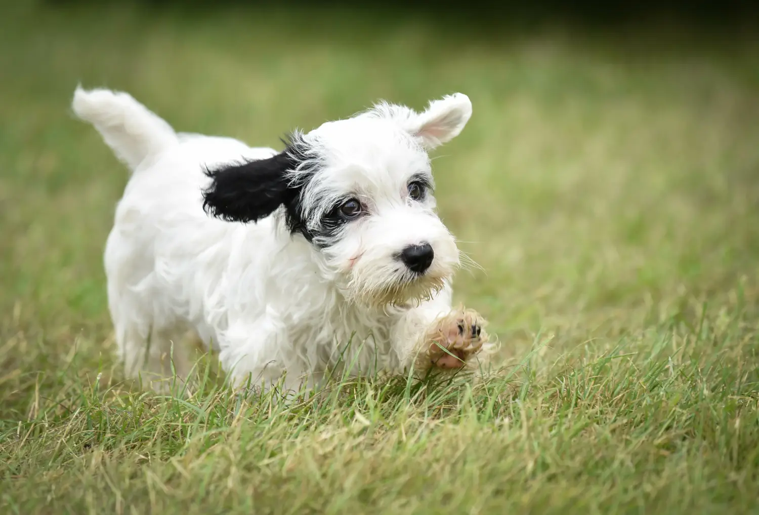 Einen Sealyham Terrier Welpen zu kaufen, bedeutet Verantwortung zu übernehmen! Sealyham Terrier Welpen kaufen.