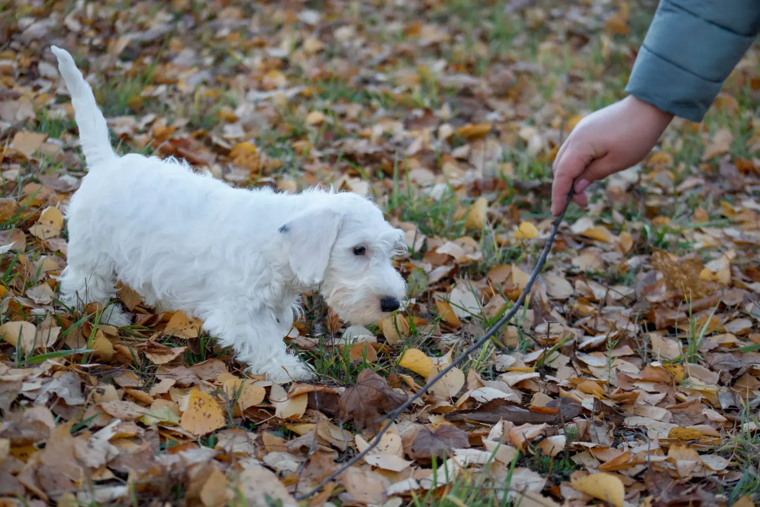 Einen Sealyham Terrier Welpen zu kaufen, bedeutet Verantwortung zu übernehmen! Sealyham Terrier Welpen kaufen.