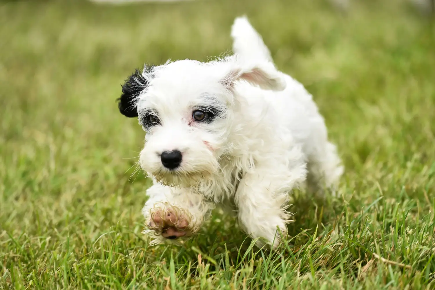 Einen Sealyham Terrier Welpen zu kaufen, bedeutet Verantwortung zu übernehmen! Sealyham Terrier Welpen kaufen.