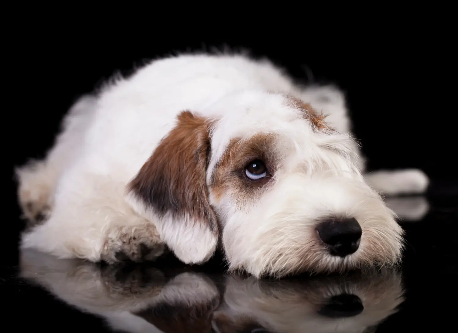 Einen Sealyham Terrier Welpen zu kaufen, bedeutet Verantwortung zu übernehmen! Sealyham Terrier Welpen kaufen.