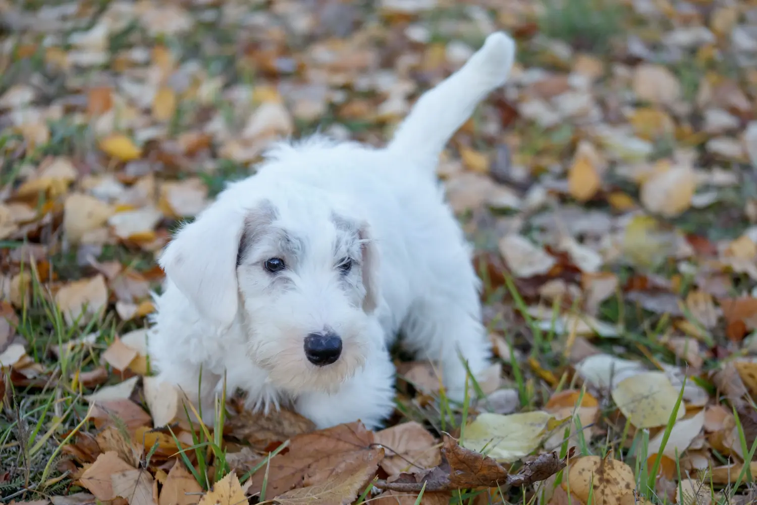 Einen Sealyham Terrier Welpen zu kaufen, bedeutet Verantwortung zu übernehmen! Sealyham Terrier Welpen kaufen.