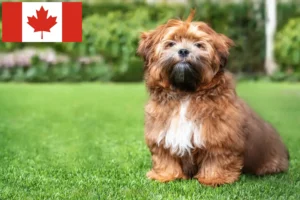 Mehr über den Artikel erfahren Shichon Züchter und Welpen in Kanada