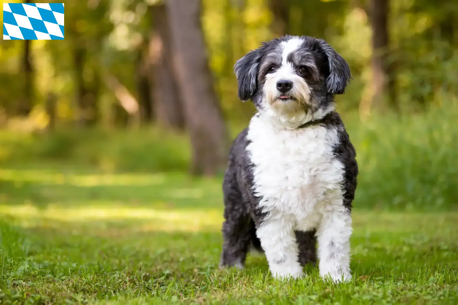 Shih-Poo Welpen und Züchter Bayern Hier findest Du Shih-Poos Züchter in Bayern.