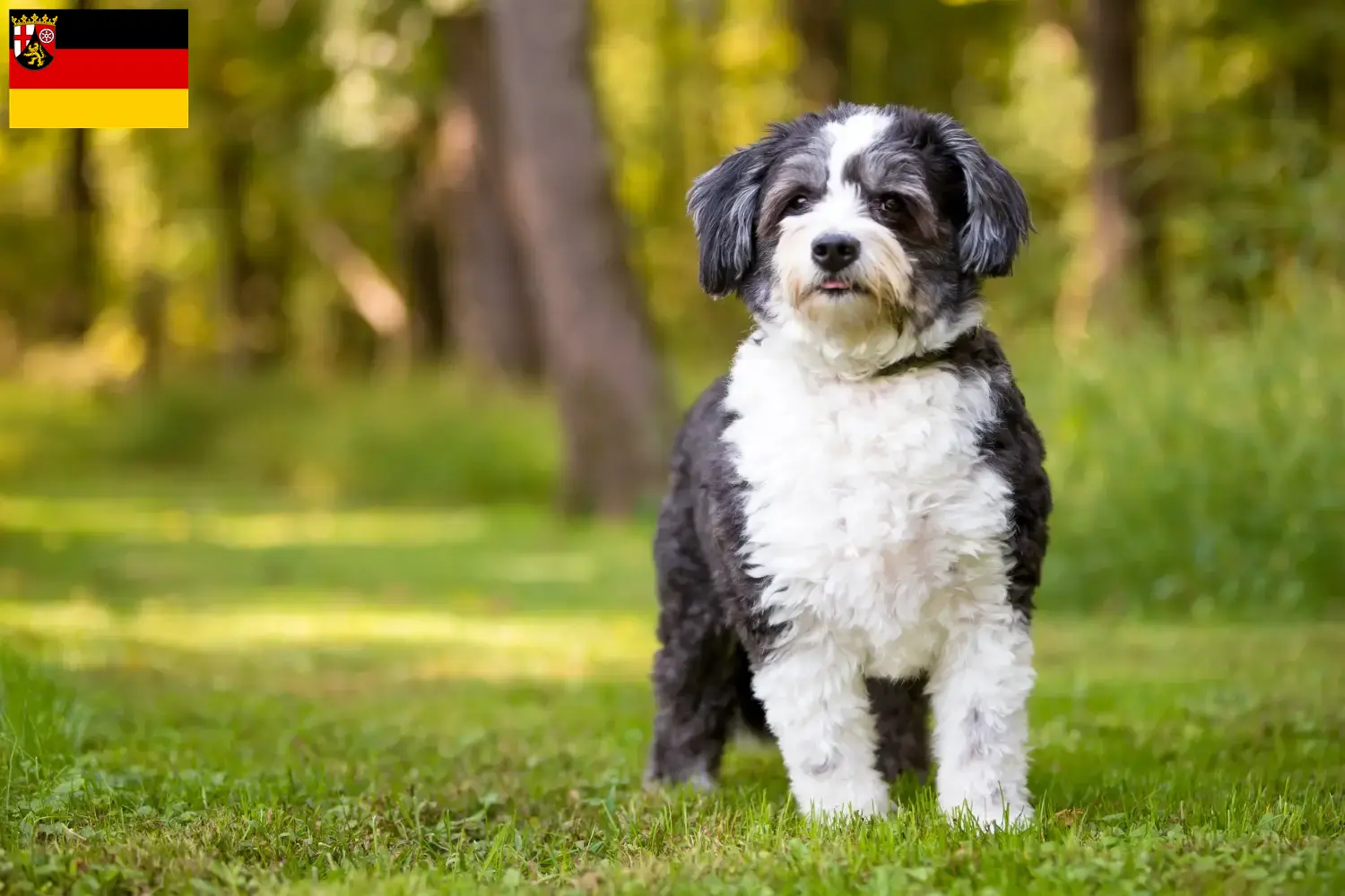 Shih-Poo Welpen und Züchter Rheinland-Pfalz Hier findest Du Shih-Poos Züchter in Rheinland-Pfalz.