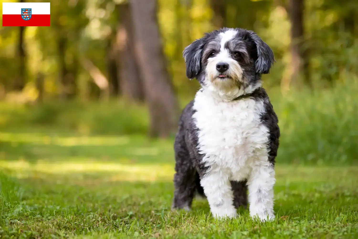 Shih-Poo Welpen und Züchter Thüringen Hier findest Du Shih-Poos Züchter in Thüringen.