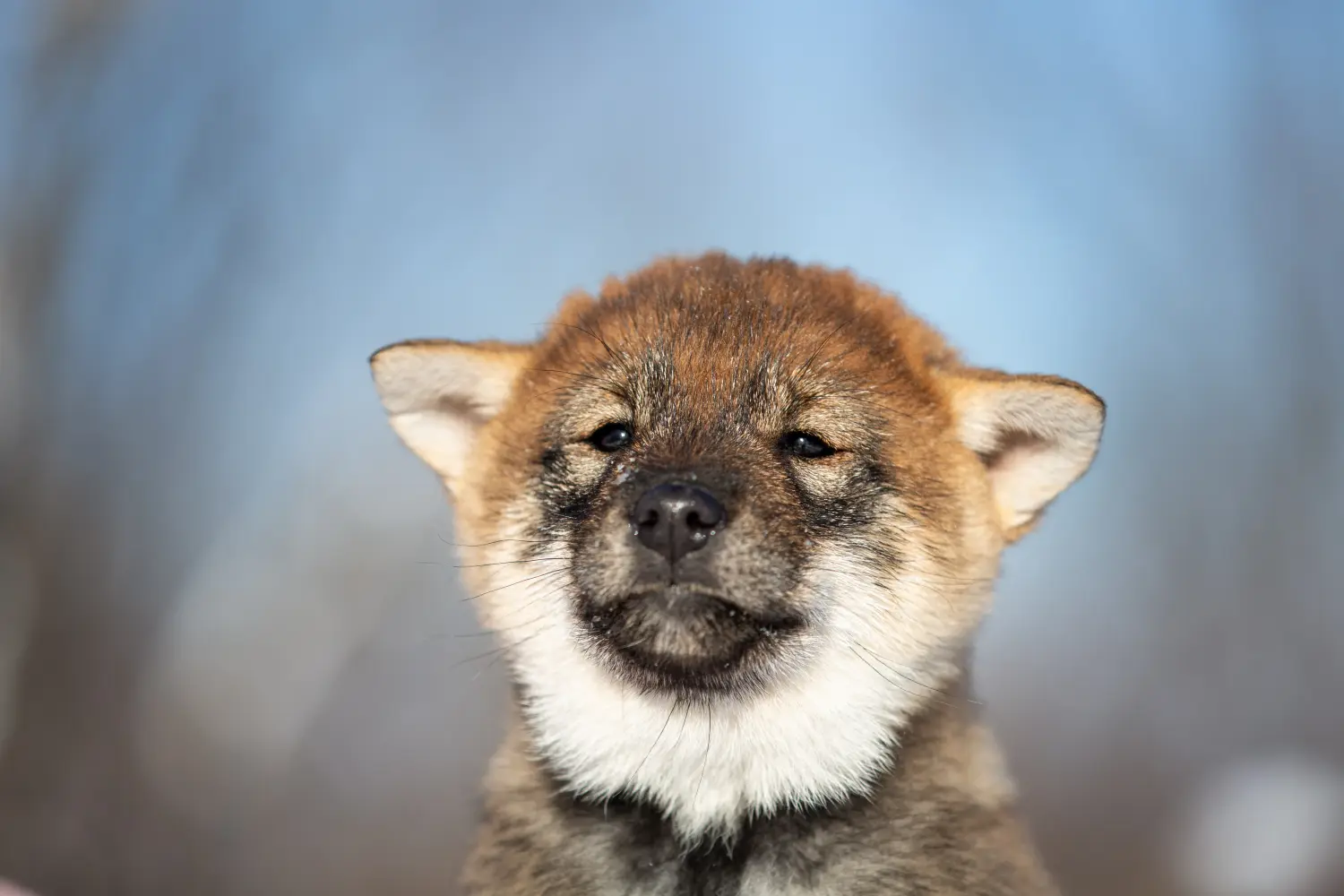 Einen Shikoku Welpen zu kaufen, bedeutet Verantwortung zu übernehmen! Shikoku Welpen kaufen.