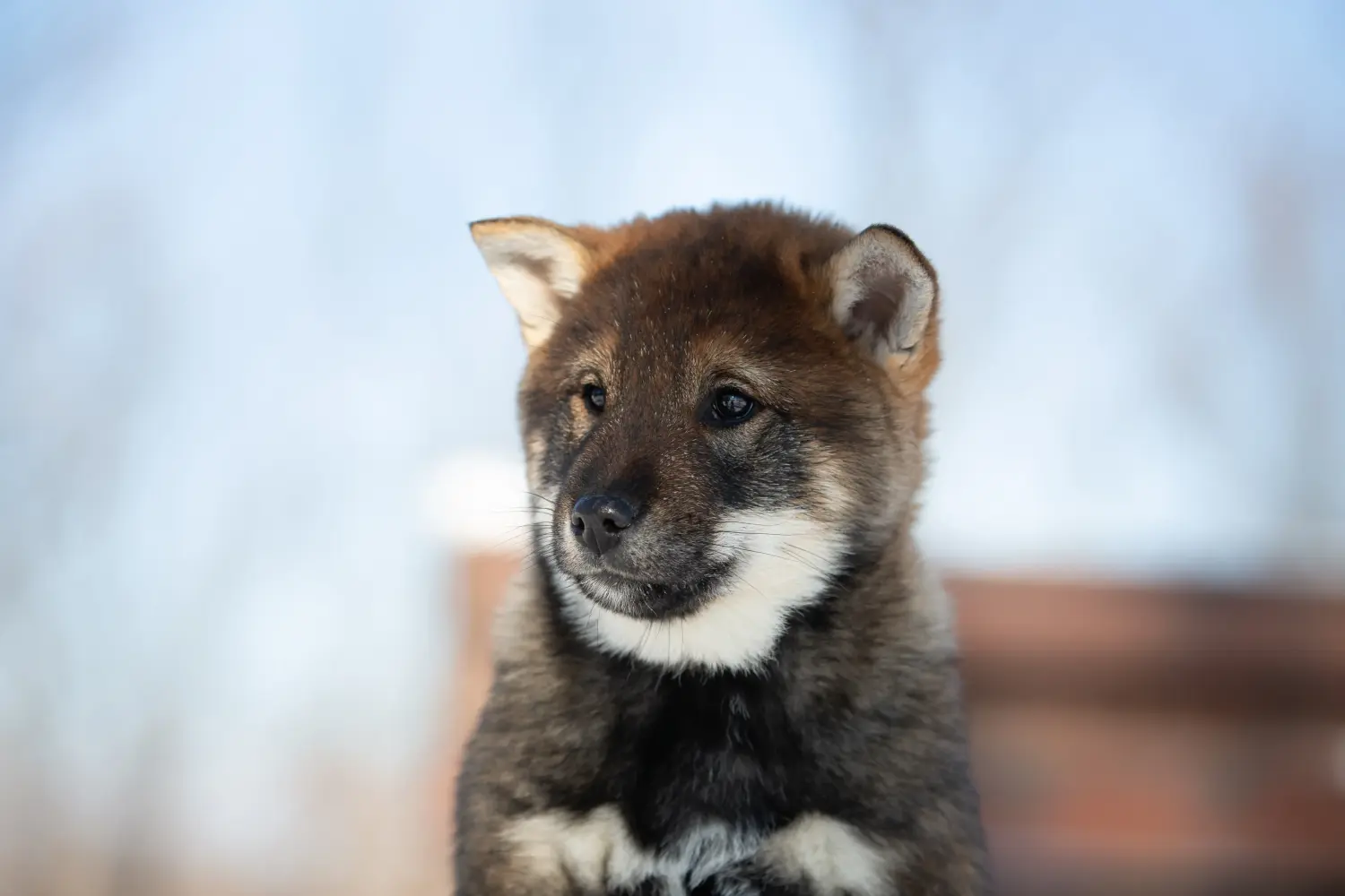 Einen Shikoku Welpen zu kaufen, bedeutet Verantwortung zu übernehmen! Shikoku Welpen kaufen.
