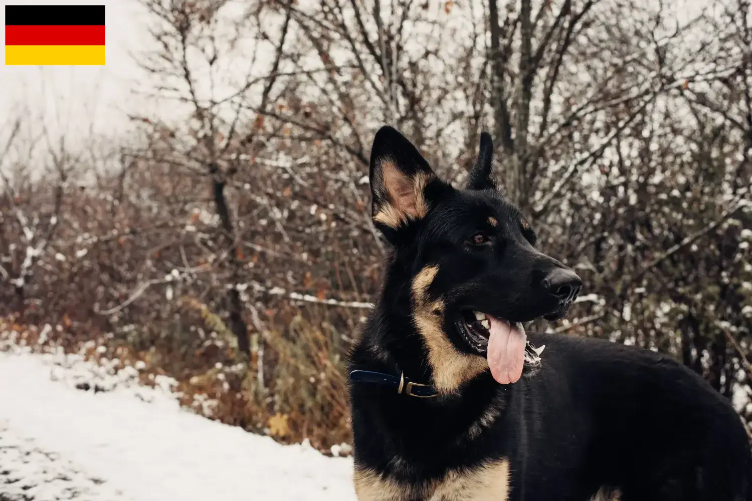 Shiloh Shepherd Welpen und Züchter Deutschland Hier findest Du Shiloh Shepherds Züchter in Deutschland.