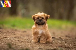 Mehr über den Artikel erfahren Shorkie Züchter und Welpen in Grand Est