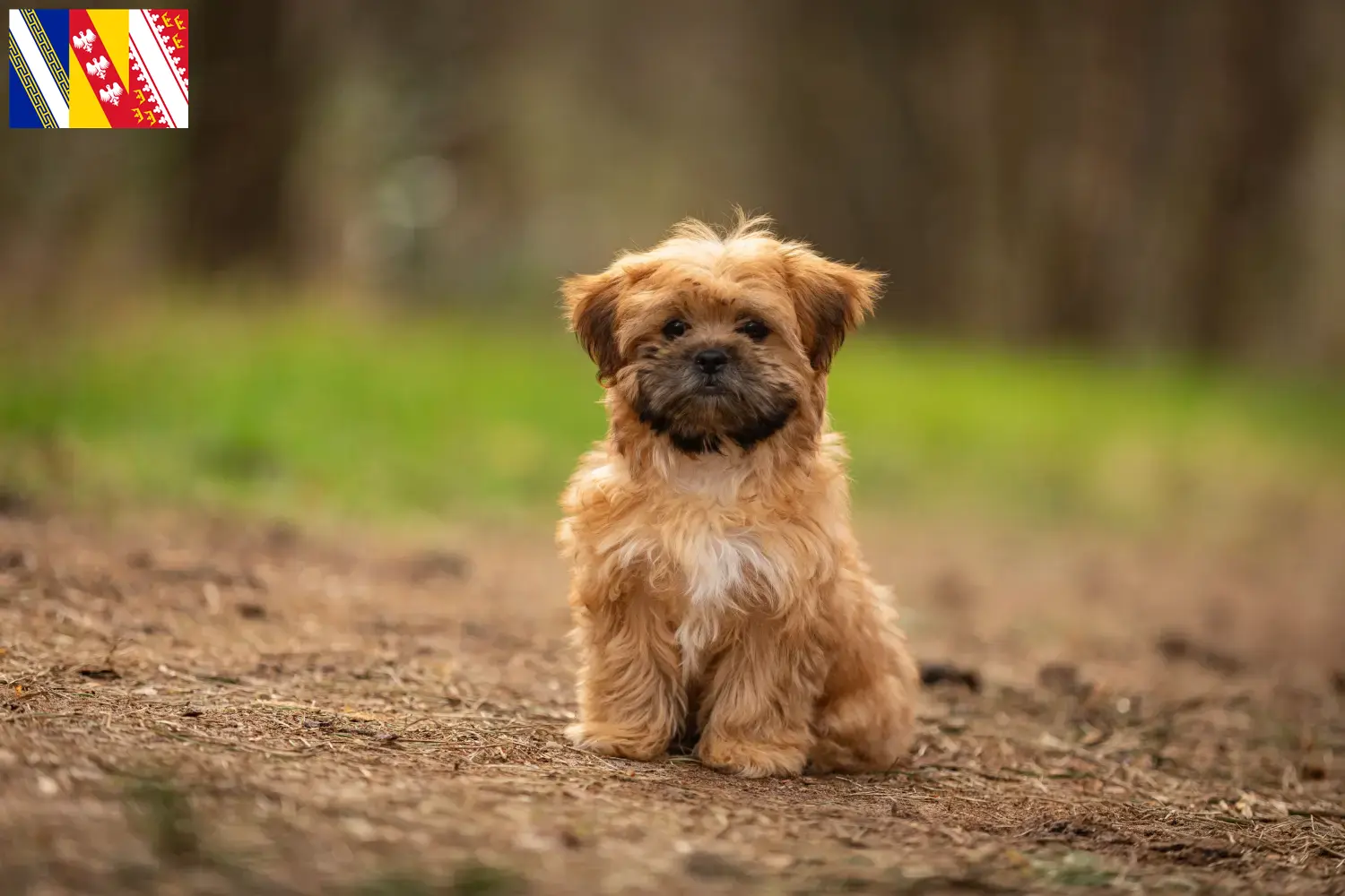 Shorkie Welpen und Züchter Grand Est Hier findest Du Shorkies Züchter in Grand Est.