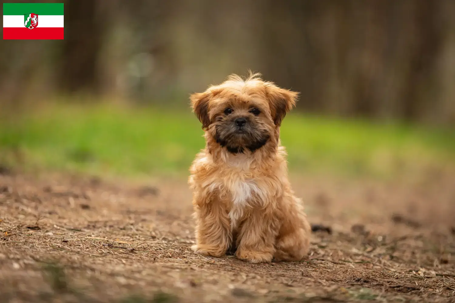 Shorkie Welpen und Züchter Nordrhein-Westfalen Hier findest Du Shorkies Züchter in Nordrhein-Westfalen.